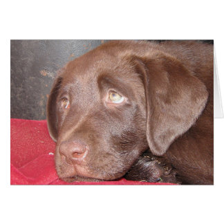Cartão Chocolate Labrador Puppy