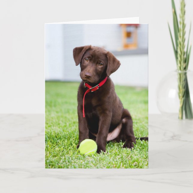 Cartão Chocolate Labrador Puppy Com Bola De Tênis (Frente)