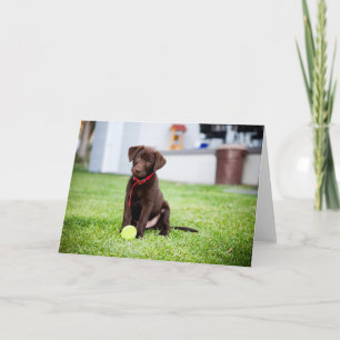 Cartão Chocolate Labrador Puppy Com Bola De Tênis