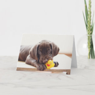 Cartão Chocolate Labrador Puppy Com Pato De Brinquedo