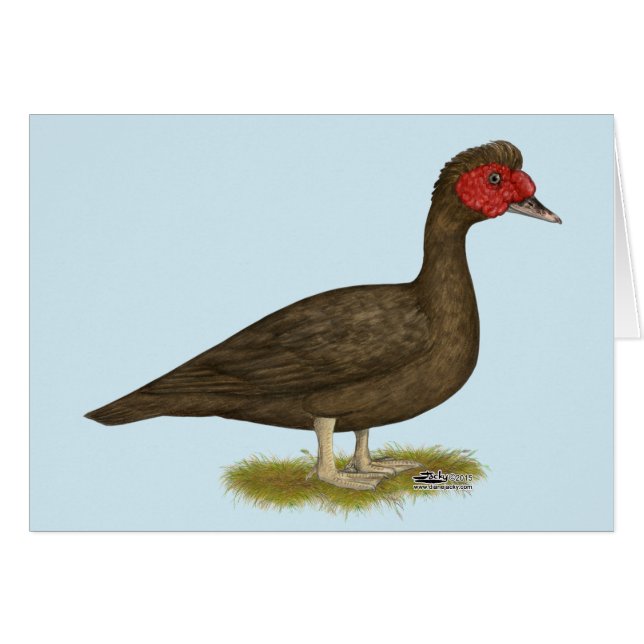 Cartão Chocolate Muscovy Drake (Frente horizontal)