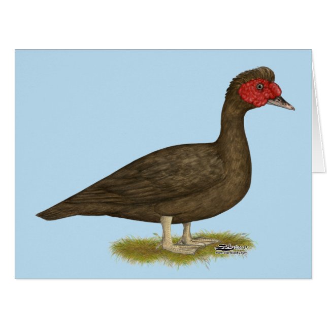Cartão Chocolate Muscovy Drake (Frente horizontal)