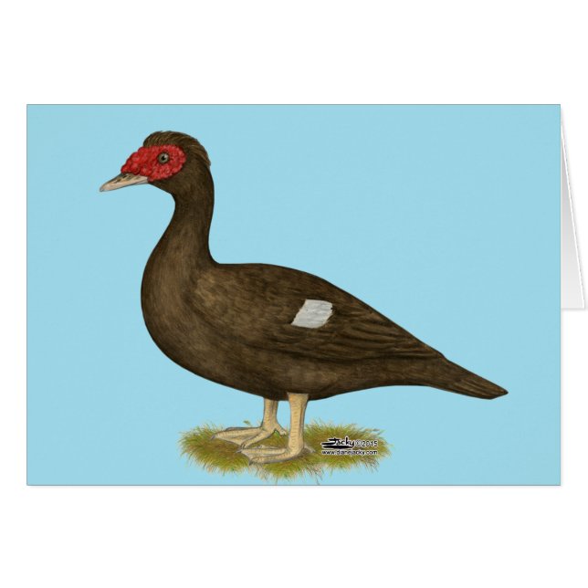 Cartão Chocolate Muscovy Duck (Frente horizontal)