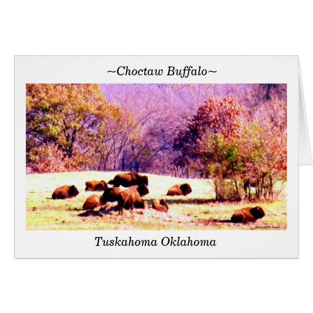 Cartão ~Choctaw Buffalo~ (Frente Horizontal)