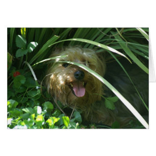 Cartão Chompers, conde de Puppydom