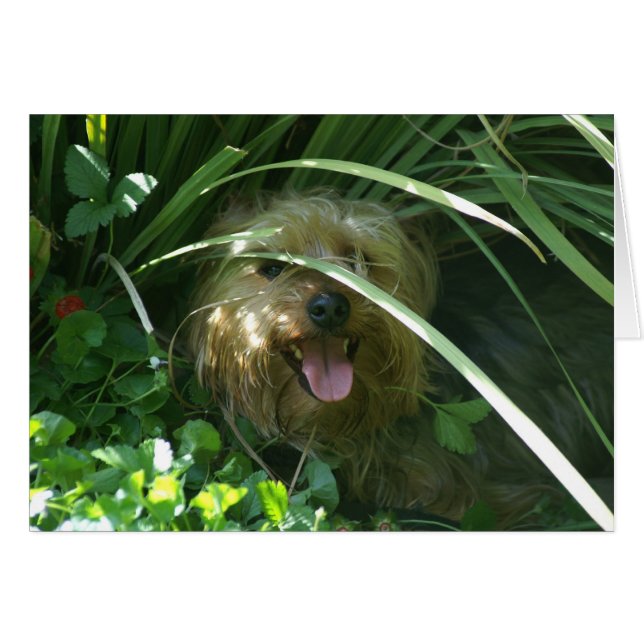 Cartão Chompers, O Conde da Puppíria (Frente horizontal)