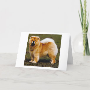 Cartão Chow Chow Dog Portrait Blank Greeting Card