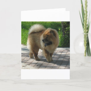 Cartão chow chow full