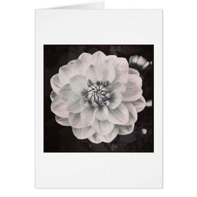 Cartão Chrysanthemum (Frente)