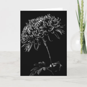Cartão Chrysanthemum