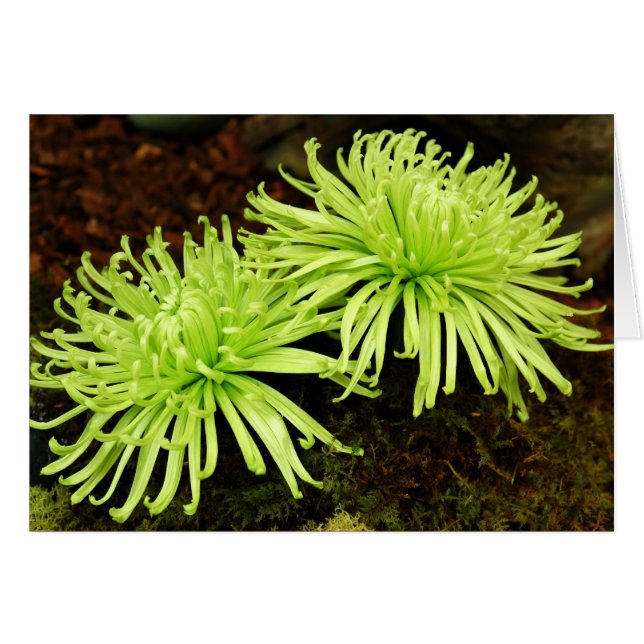 Cartão Chrysanthemum - Mãe de aranha (Frente Horizontal)