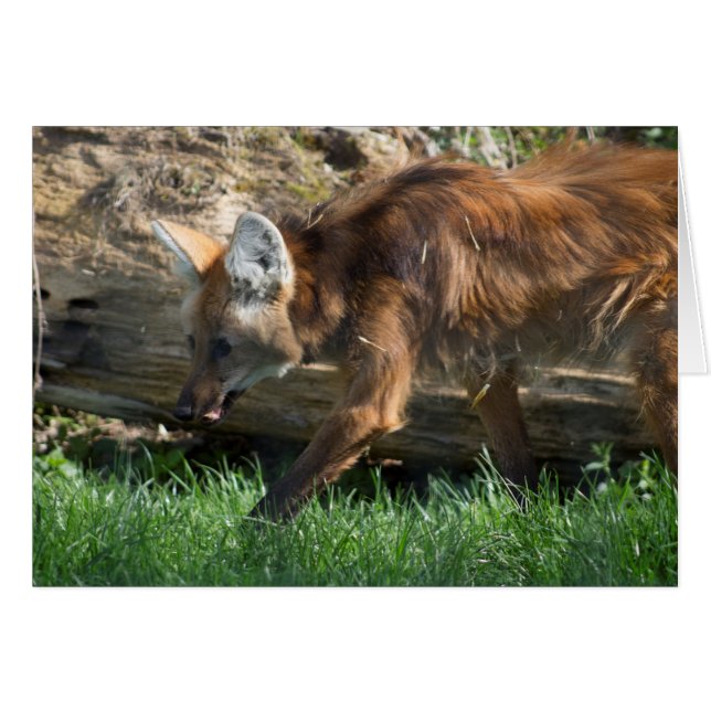 Cartão Chrysocyon brachyurus (Frente Horizontal)