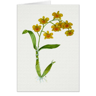Cartão Chrysotoxum do Dendrobium