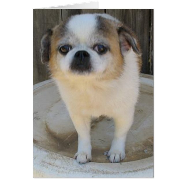 Cartão Chug (Frente)