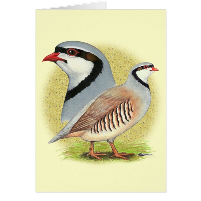 Cartão Chukar Partridge Combo (Frente)