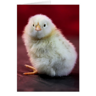 Cartão Chunky Chicky