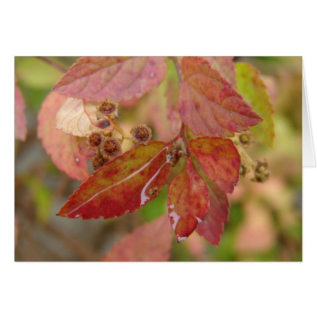 Cartão Chuva cai nas Folhas do outono (Frente Horizontal)