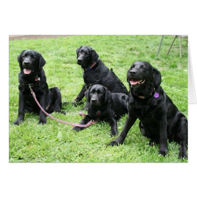 Cartão Chuva e seus filhotes de cachorro patrióticos (Frente Horizontal)