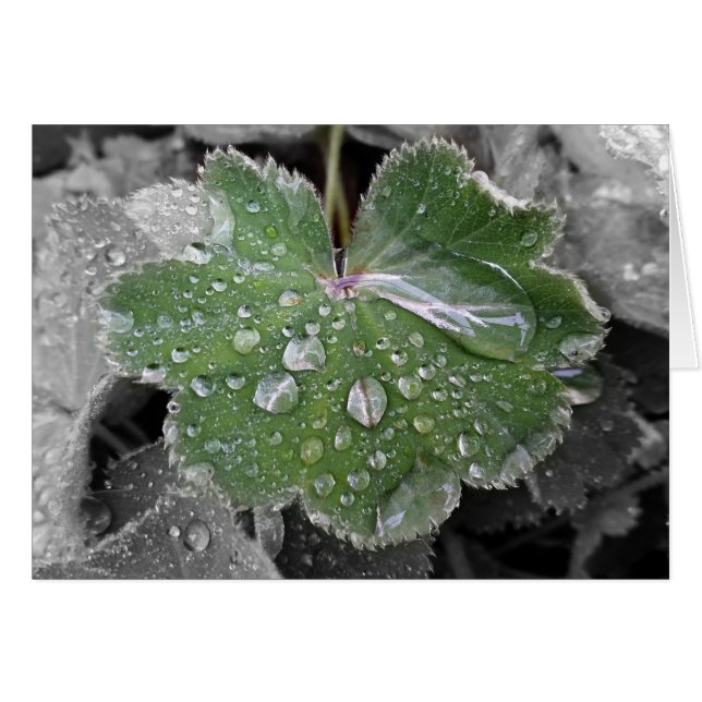 Cartão chuva pesada (Frente Horizontal)