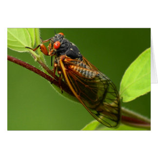 Cartão Cicada