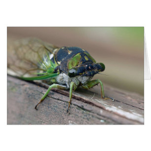 Cartão Cicada
