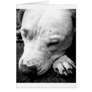 Cartão cicatriz do harry potter cachorro pit bull branco