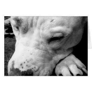 Cartão cicatriz do harry potter cachorro pit bull branco