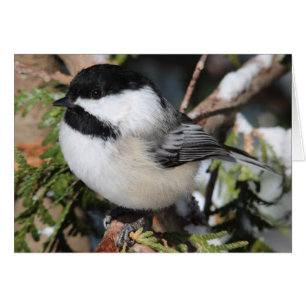 Cartão Cickadee de capa preta