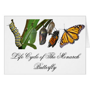 CARTÃO CICLO DE VIDA DO MONARCA