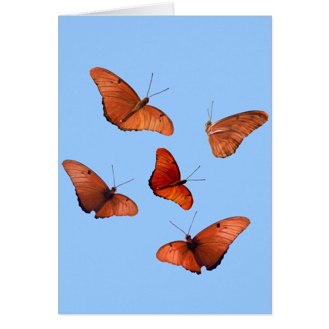 Cartão Cinco borboletas de Julia (Frente)