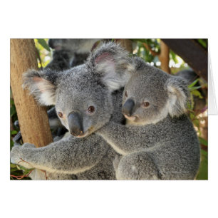 Cartão Cinereus Queensland do Phascolarctos do Koala.