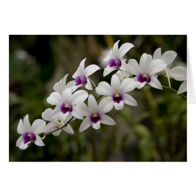 Cartão Cingapura (Sânscrito para a Cidade do Leão). Nacio (Frente Horizontal)