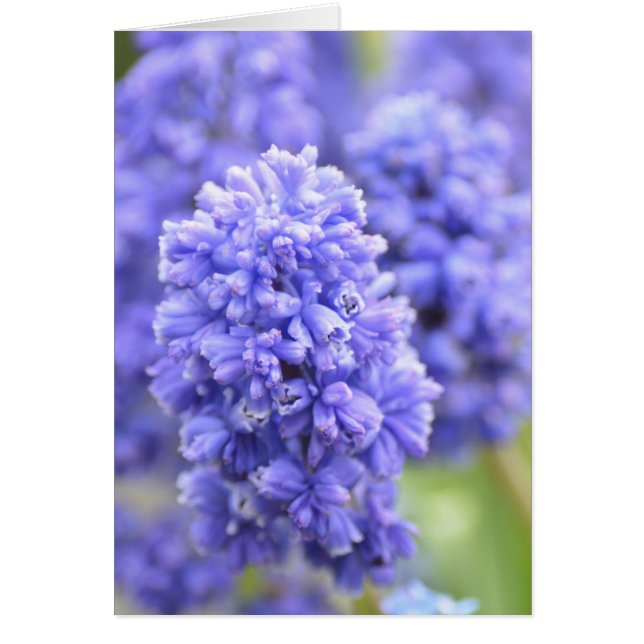 Cartão Cintos Azuis Azuis (Frente)