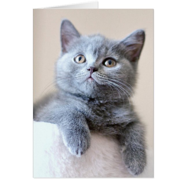 Cartão Cinza British Shorthair Cat (Frente)