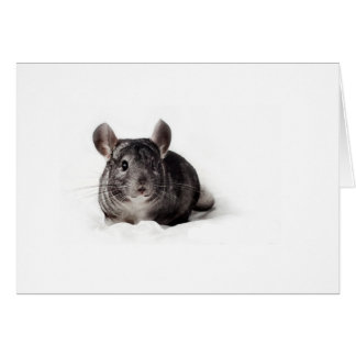Cartão Cinza Chinchilla Cute em Aberto