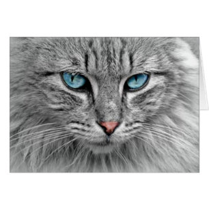 Cartão Cinza de Gato com Olhos Azuis