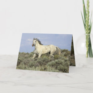 Cartão Cinza Stallion vem em Hill Horse Greeting Card