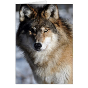 Cartão Cinza Wolf