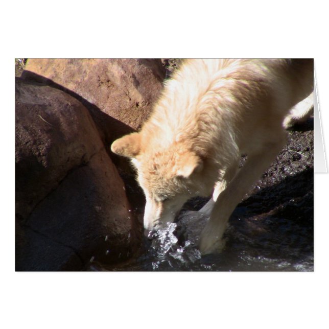 Cartão Cinza Wolf (Frente Horizontal)