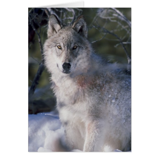 Cartão Cinza Wolf Lovers (Frente)