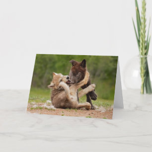 Cartão Cinza Wolf Pups em luta
