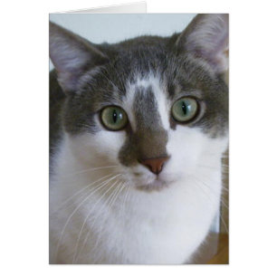 Cartão Cinzas bonitas e gato branco