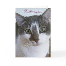 Cinzas bonitinhas e gata branca pensando em você