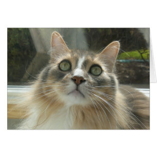 Cartão Cinzas de Gato Florestal Norueguês e branco