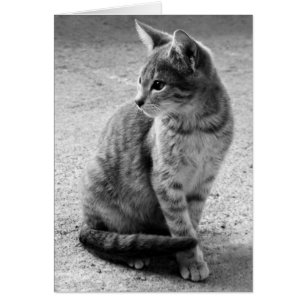 Cartão cinzento do gato