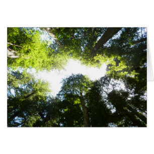 Cartão Círculo de Sequoias Vermelhas no Parque Nacional d