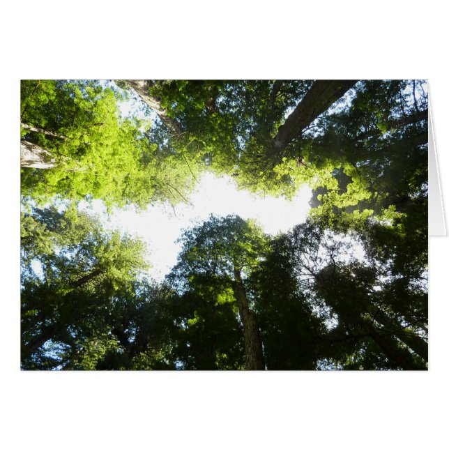 Cartão Círculo de Sequoias Vermelhas no Parque Nacional d (Frente Horizontal)