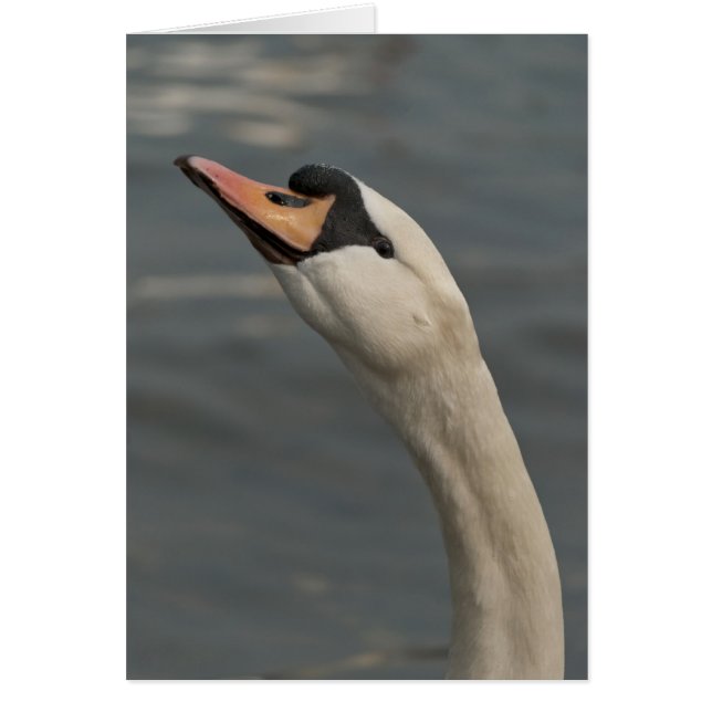 Cartão Cisne (Frente)