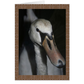 Cartão Cisne
