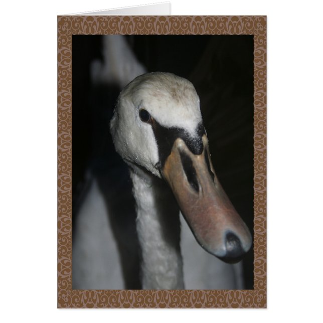 Cartão Cisne (Frente)